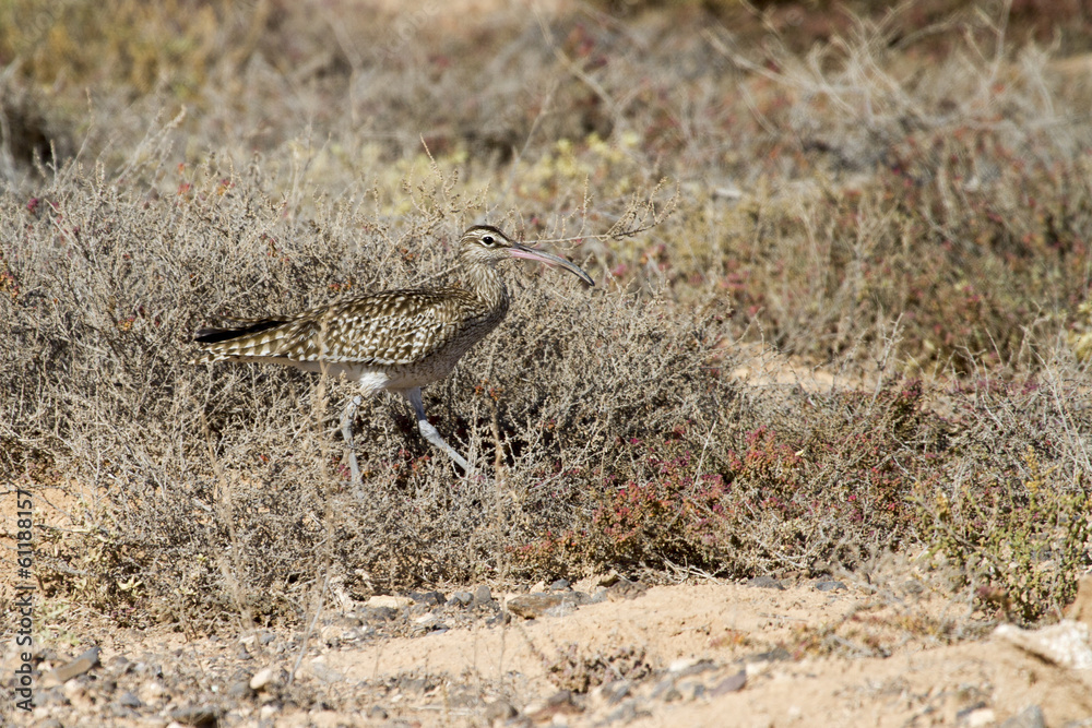 Whimbrel (Numenius Phaeopus) Whimbrel (Numenius Phaeopus)