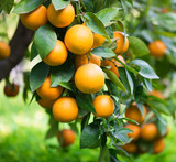 Orange plantation