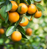 oranges hanging