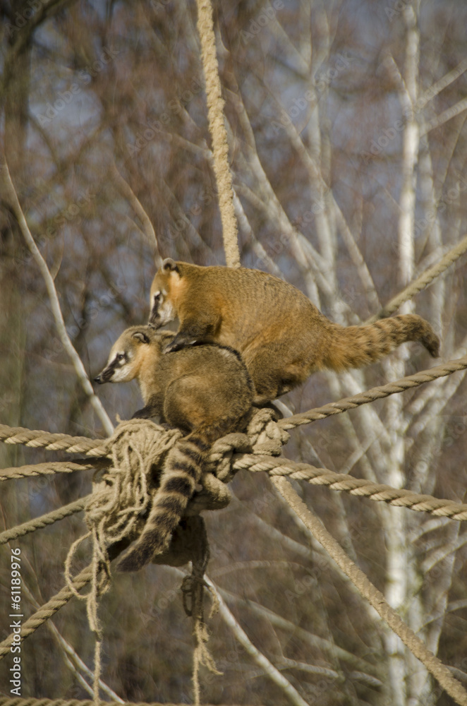 zagreb zoo monkeys