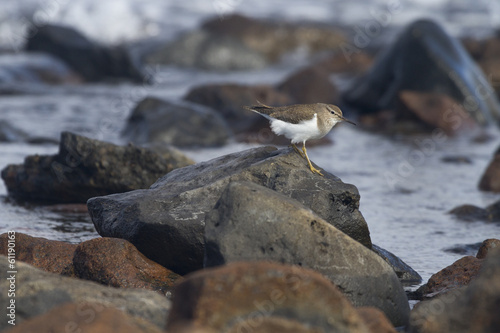 European Common Sandpiper- Actitis hypoleucos