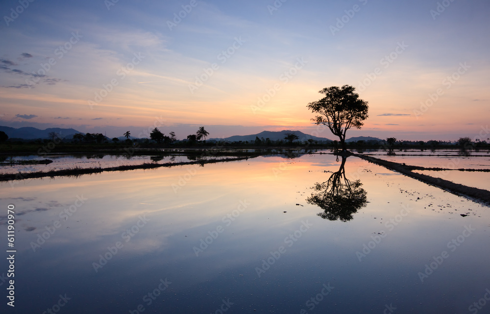 Reflection of sunset and single tree at Sabah, Borneo, Malaysia Reflection of sunset and single tree at Sabah, Borneo, Malaysia