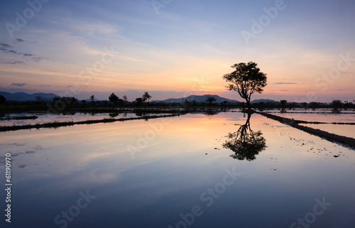 Reflection of sunset and single tree at Sabah, Borneo, Malaysia