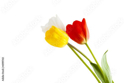 Fototapeta Naklejka Na Ścianę i Meble -  Colorful tulips