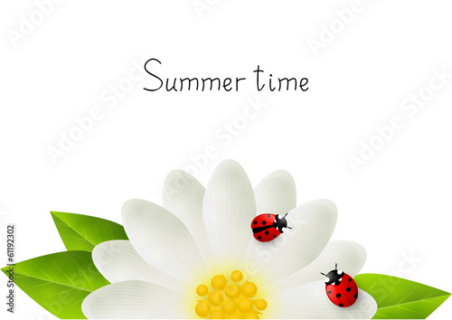 Red ladybugs on white flower