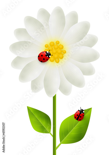 Red ladybugs on white flower