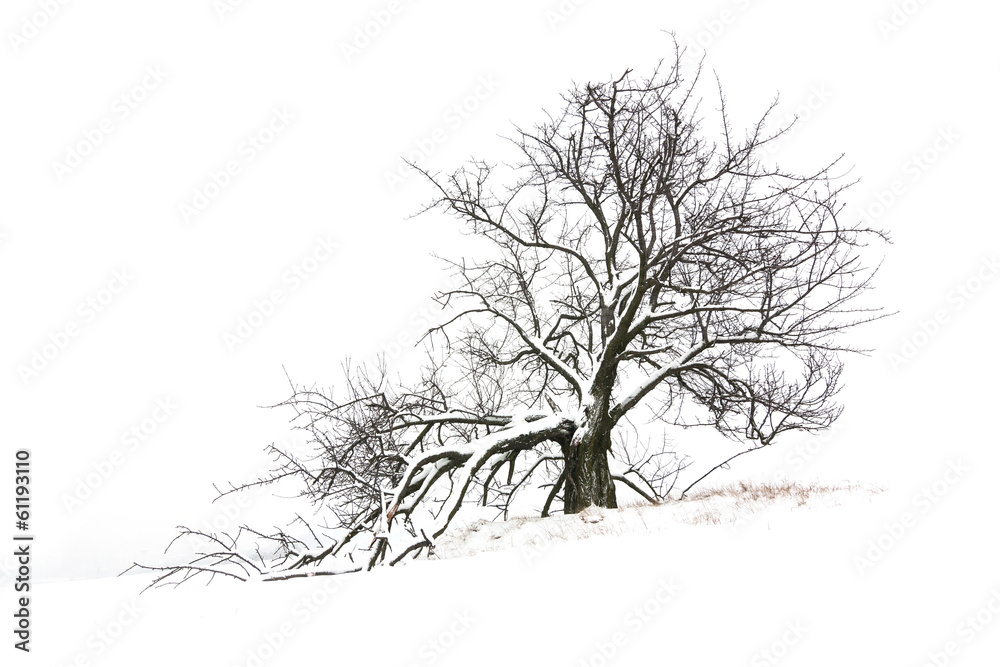 Obraz premium tree in winter