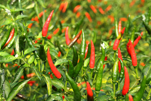 Fresh hot chili pepper on tree
