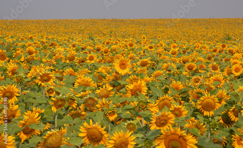 Sunflower field
