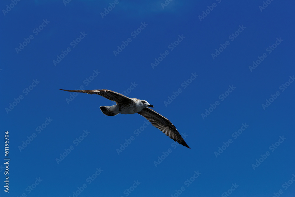 Obraz premium Seagull