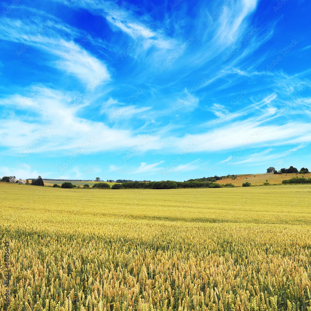 wheat field wheat field