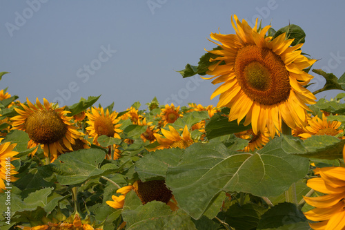 Sunflower field