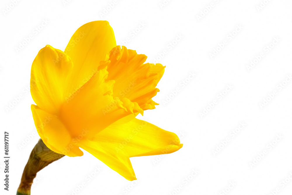Bright yellow daffodil on a white background Bright yellow daffodil on a white background