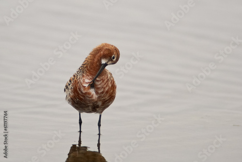piovanello (Calidris ferruginea) photo
