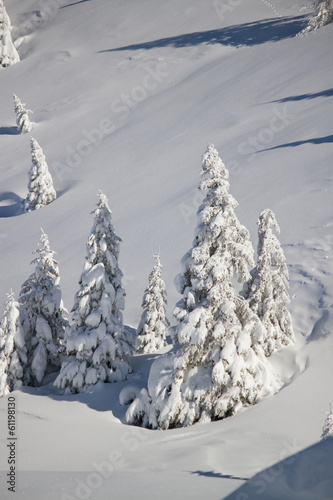 snow covered trees