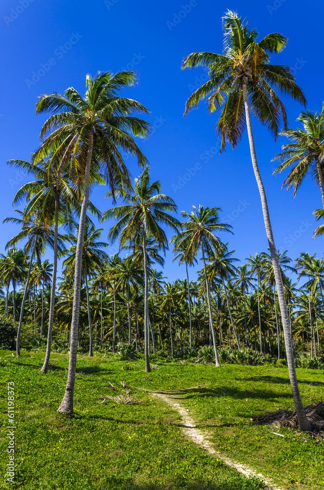 Obraz premium Exotic palms forest on Dominicana. Caribbean Islands