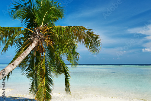 Beautiful beach with palm tree at Maldives