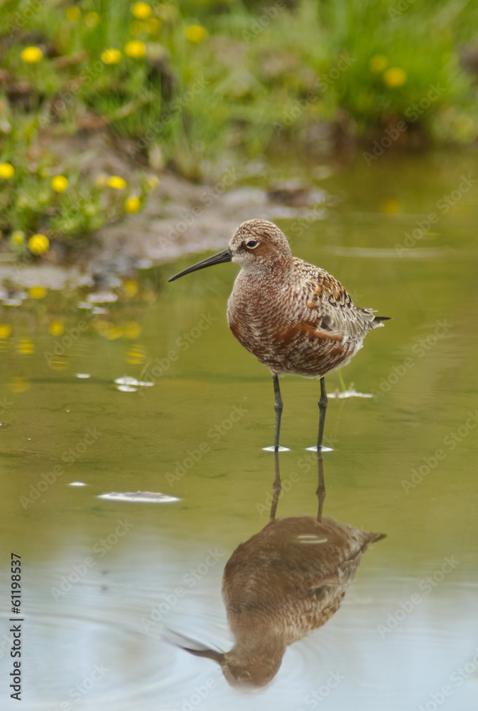piovanello (Calidris ferruginea) piovanello (Calidris ferruginea)