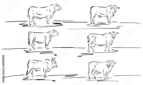 cow bull cattle milk cows