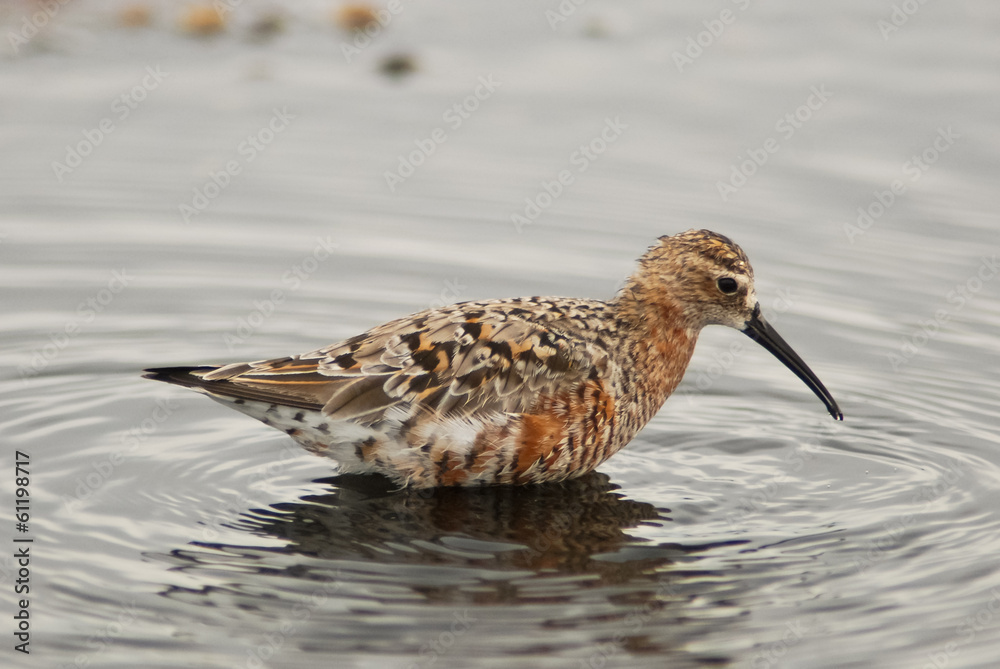 piovanello (Calidris ferruginea) piovanello (Calidris ferruginea)