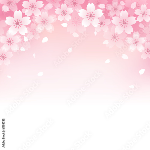 桜 背景 Beautiful Cherry blossom background