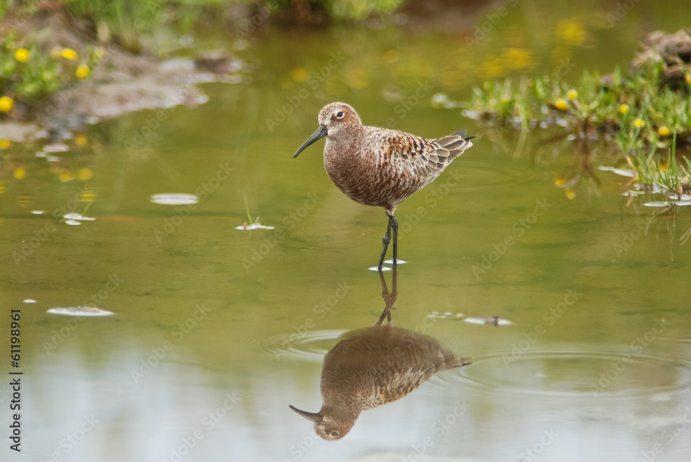 piovanello (Calidris ferruginea) piovanello (Calidris ferruginea)