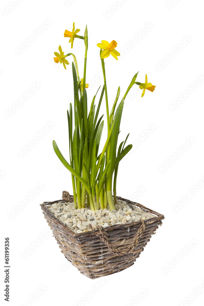 Narcissus in basket isolated on White Narcissus in basket isolated on White