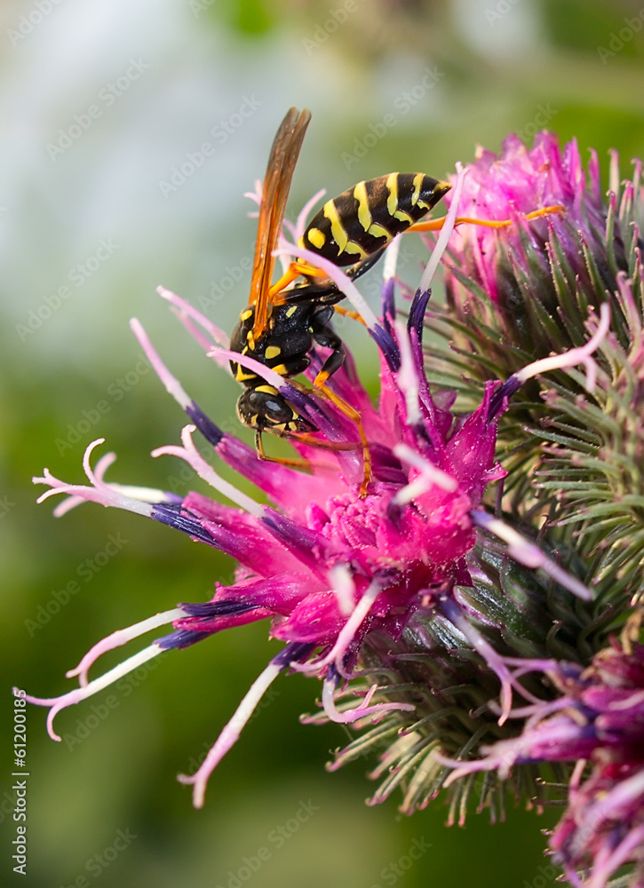 wasp wasp