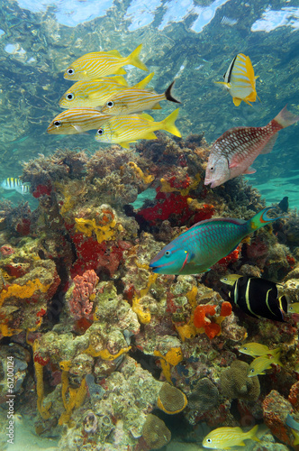 Underwater scenery with colorful marine life