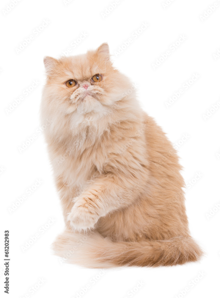 Persian cat on a white backround.
