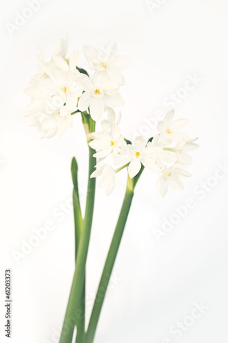 Narcisse blanc sauvage fond blanc