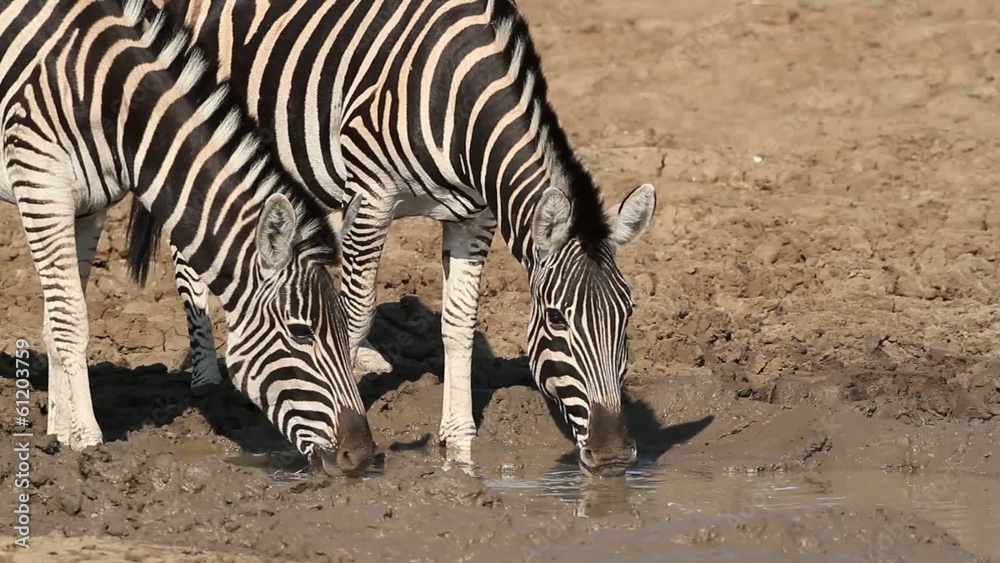 Plains zebra drinking water, Pilanesberg National Park Plains zebra drinking water, Pilanesberg National Park