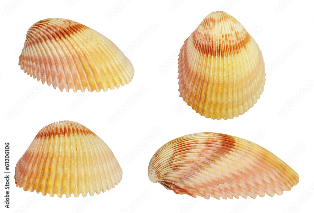 Seashell Seashell