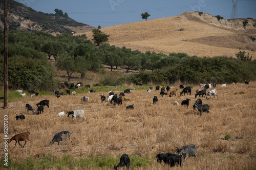 Goats photo