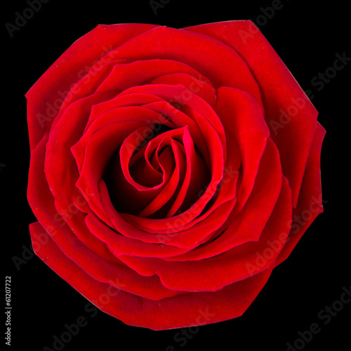 Fototapeta Naklejka Na Ścianę i Meble -  Rose bloom