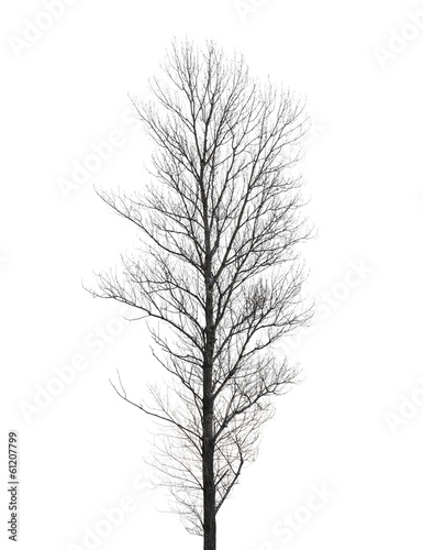 Tall poplar tree without leaves in winter isolated on white