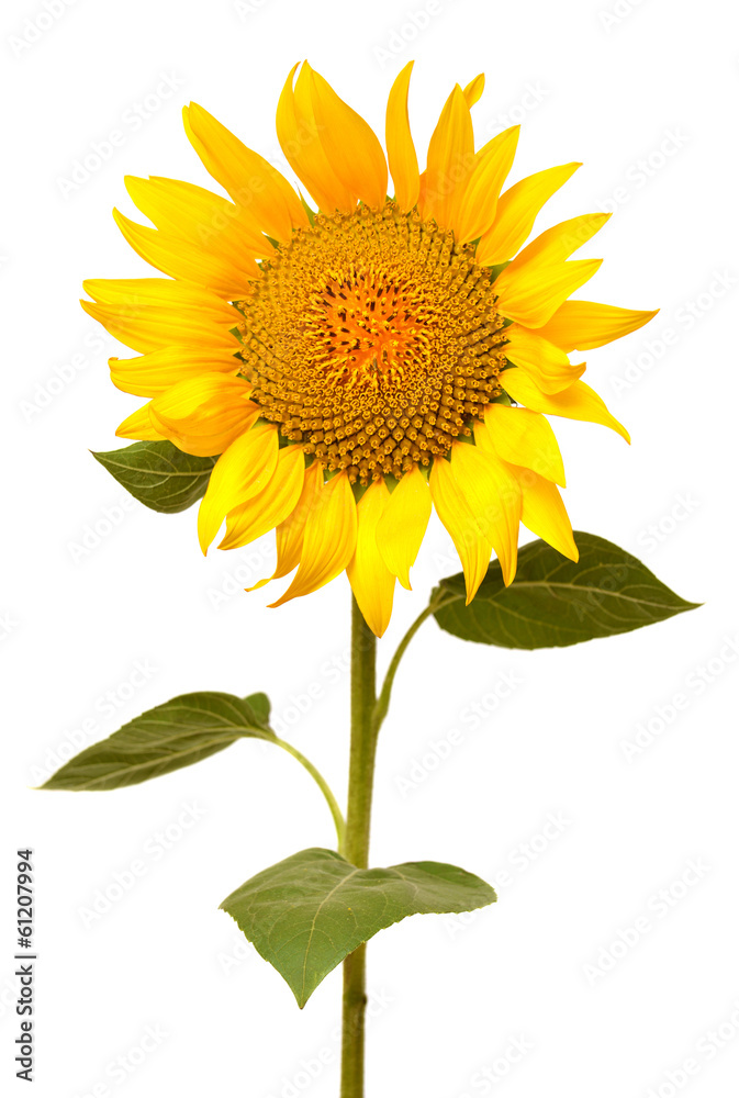 Obraz premium Sunflower
