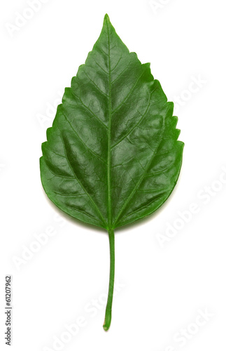 Hibiscus leaf