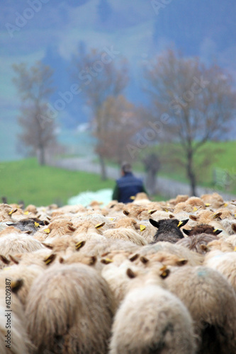 Stampa su Tela pastor con el rebaño de ovejas por la carretera otoño país vasco 1909-f14