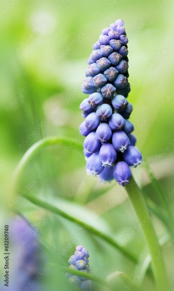 Armenische Traubenhyazinthe / Muscari armeniacum Armenische Traubenhyazinthe / Muscari armeniacum