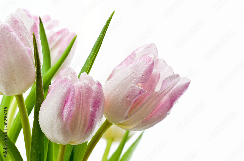 Obraz premium Mokre tulipany na białym tle