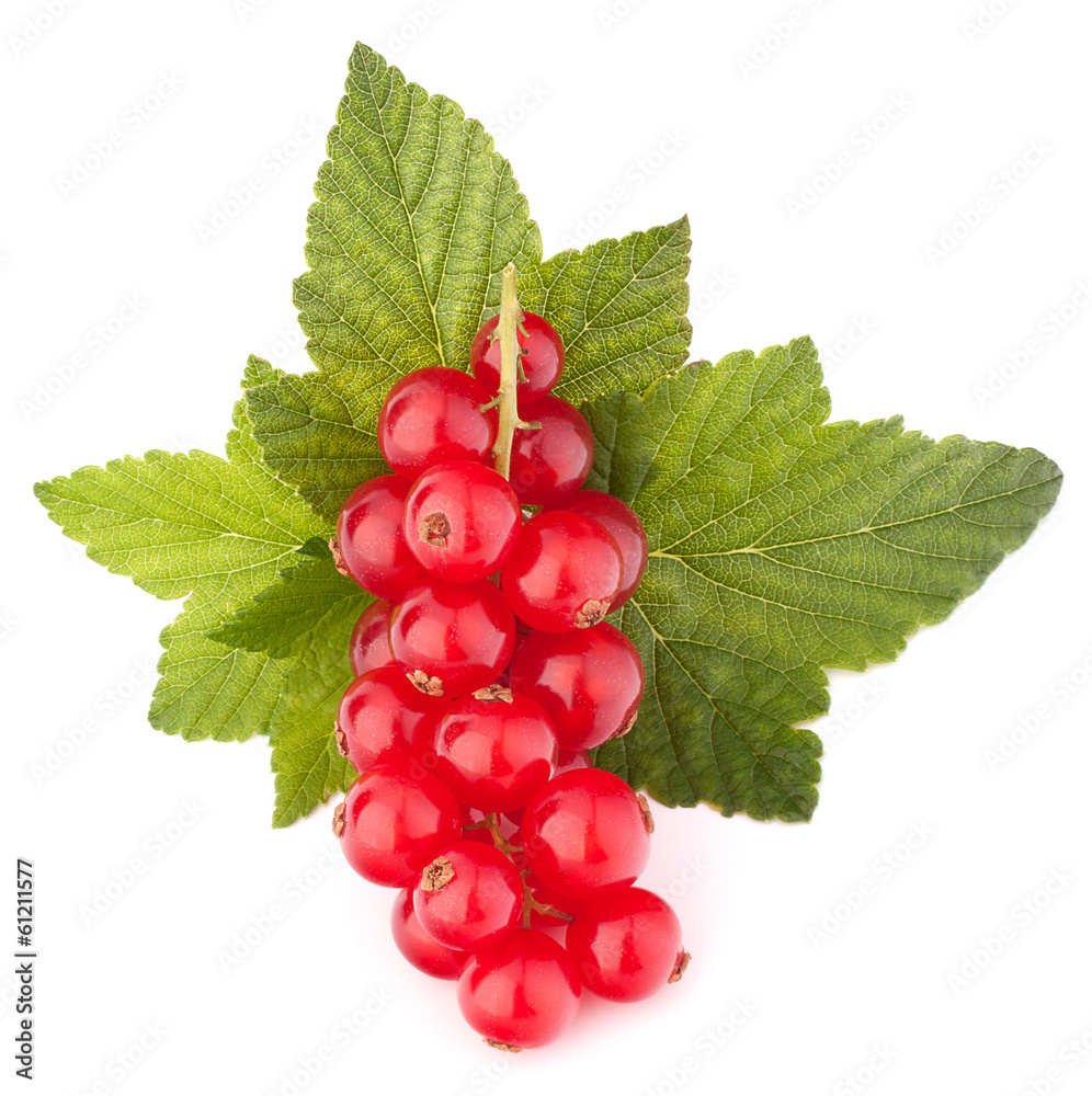 Red currants and green leaves still life Red currants and green leaves still life