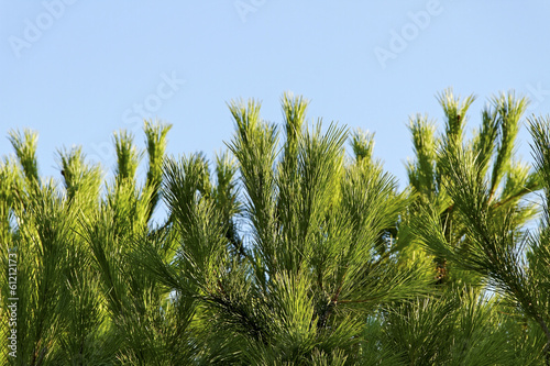 Pine tree. photo