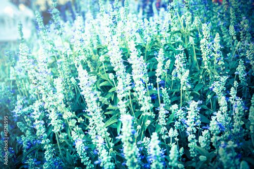 Flowers in nature,vintage light style.