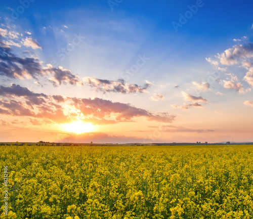 rape field on sunset