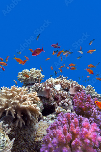 colorful coral reef  at the bottom of tropical sea #61214760