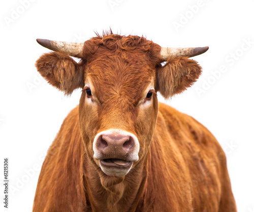 Funny Portrait of a Cow
