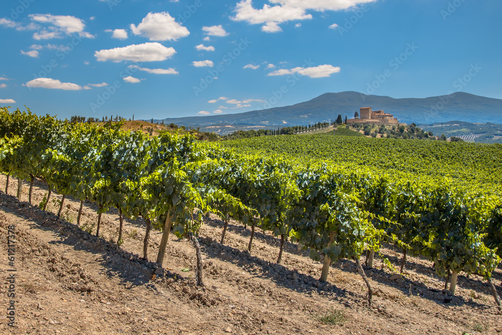 Vineyard in Rows at a Tuscany Winery, Italy