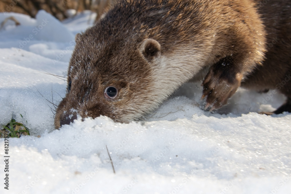 Obraz premium Young European otter (Lutra lutra lutra) in the snow