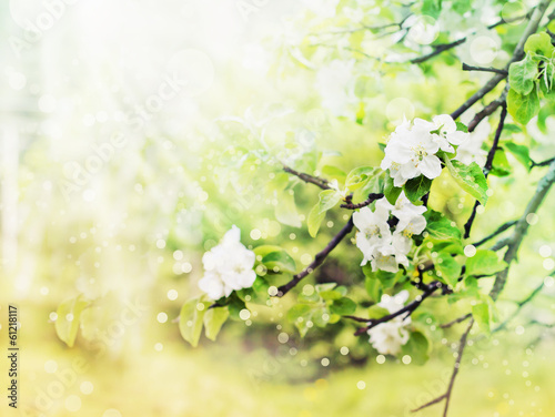 Apple blossoms over blurred nature background/ Spring flowers